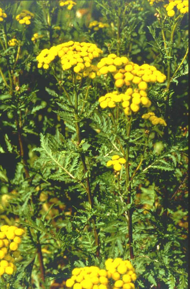 شیشا Tanacetum vulgare Chrysanthemum vulgare 6